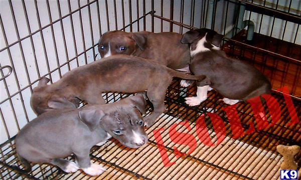 American Pit Bull Gotti  Edge puppies, UKC register,
